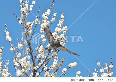 Bulbul that takes off from the plum tree Bulbul that takes off from the plum tree 65520342