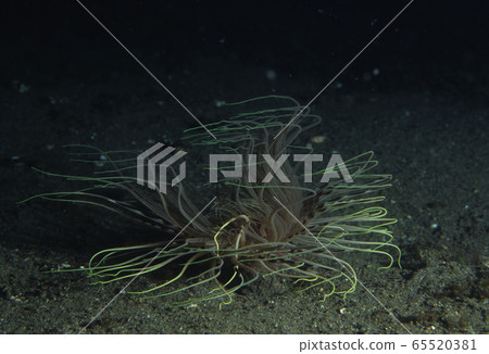 一種海葵 一種海葵 65520381