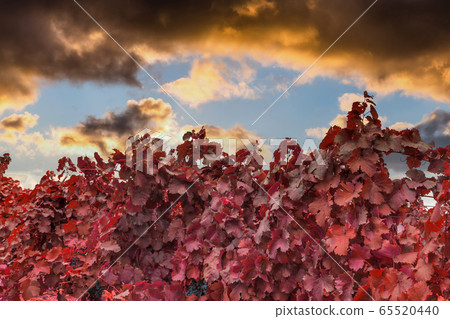Beautiful vineyard in autumn at sunset 65520440