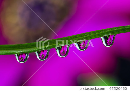 Drops of water on a green leaf of a plant. Reflection of flowers in a drop. 65520460