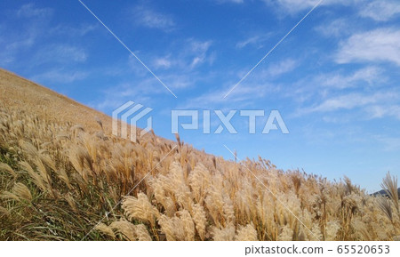 Jeju Saebyeol Oreum silver grass Jeju Saebyeol Oreum silver grass 65520653