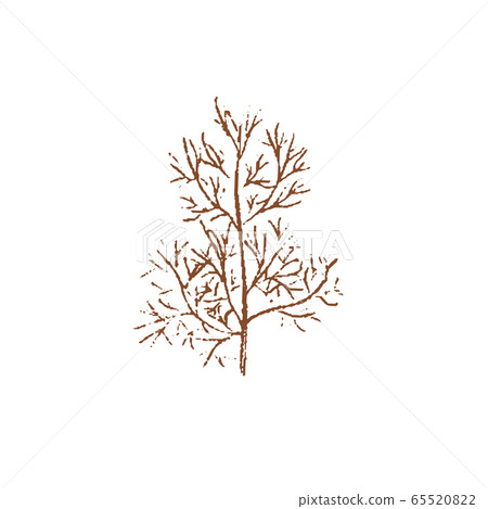 Fresh raw Ripe green dill coolinary herb isolated Fresh raw Ripe green dill coolinary herb isolated 65520822