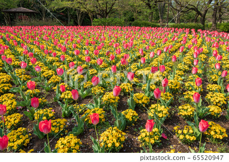 大宮花之岡in公園春季花壇ita玉市 照片素材 圖片 圖庫