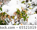 一朵雪花 65521019