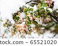 一朵雪花 65521020