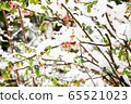 一朵雪花 65521023
