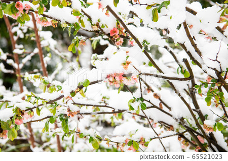 一朵雪花 一朵雪花 65521023