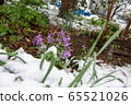 一朵雪花 65521026