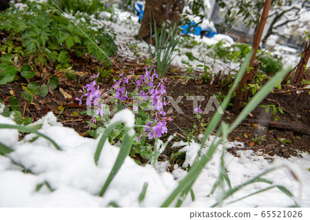 一朵雪花 一朵雪花 65521026