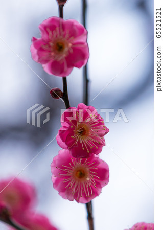 Flowers, plants, plums, winter, early spring Flowers, plants, plums, winter, early spring 65521521