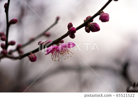 Flowers, plants, plums, winter, early spring 65521522