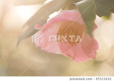 Flowers, plants, camellia, sasanqua, winter 65521610
