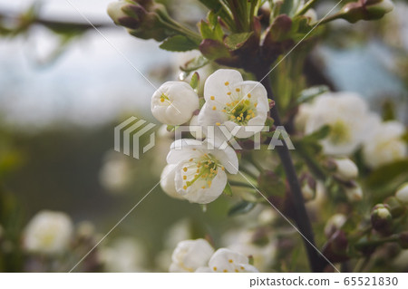 Blossoming of cherry or plum flowers in spring Blossoming of cherry or plum flowers in spring 65521830