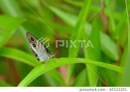 Yaeyamaura Namijanome Yaeyama Uranami下頜1 1 65522201