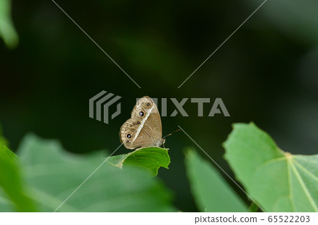 Yaeyamaura Namijanome Yaeyama Uranami下頜1 1 65522203