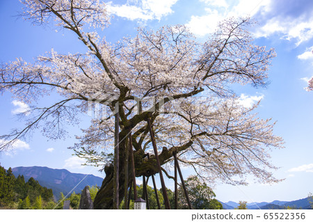 [山梨縣]本鄉千年櫻花 65522356