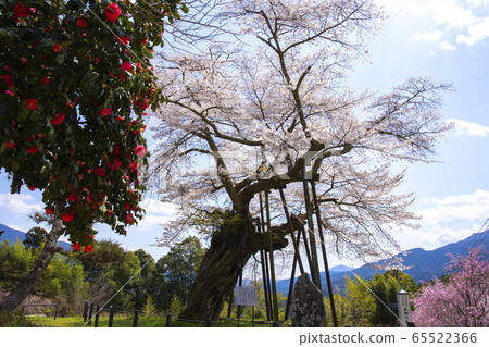 [山梨縣]本鄉千年櫻花 65522366