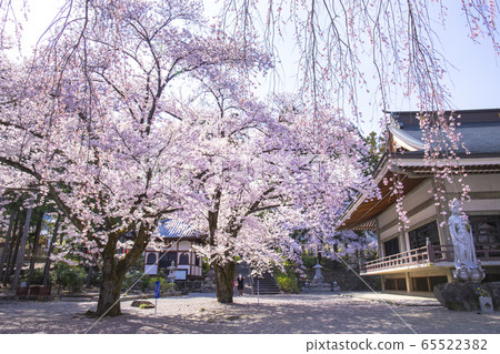 [Yamanashi] Myōryoji Temple in full bloom 65522382