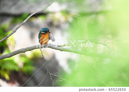 Kingfisher 5625 Kingfisher 5625 65522650