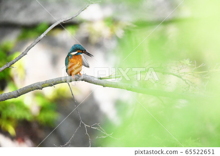 Kingfisher 5626 65522651