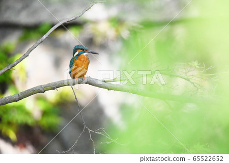 Kingfisher 5628 Kingfisher 5628 65522652