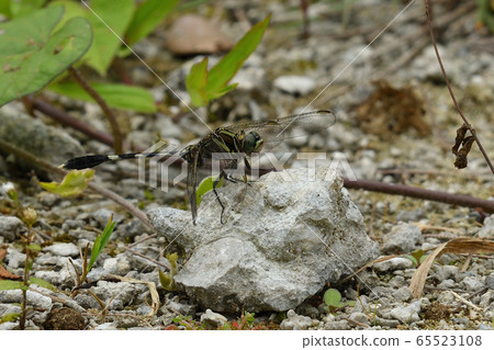Harabo Sotombo Orthetrum sabina sabina Harabo Sotombo Orthetrum sabina sabina 65523108