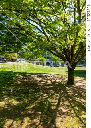 綠樹成蔭的磐城市民Taira Chuo公園中的珍貴綠洲 綠樹成蔭的磐城市民Taira Chuo公園中的珍貴綠洲 65523236