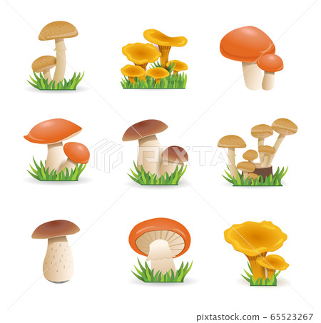 Set illustration mushrooms. Edible mushrooms Chanterelles, white fungus, boletus. Set illustration mushrooms. Edible mushrooms Chanterelles, white fungus, boletus. 65523267