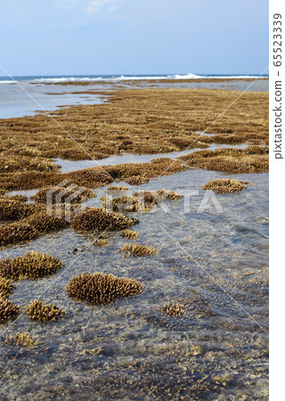 Coral low tide, which is out of the sea due to high tide Coral low tide, which is out of the sea due to high tide 65523339