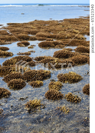 Coral low tide, which is out of the sea due to high tide 65523340