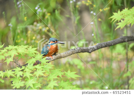 Kingfisher 5496 65523451