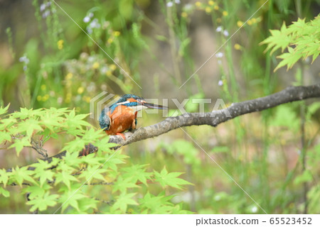 Kingfisher 5497 Kingfisher 5497 65523452