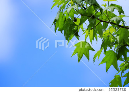 Image of green and environment in May and blue sky Image of green and environment in May and blue sky 65523788