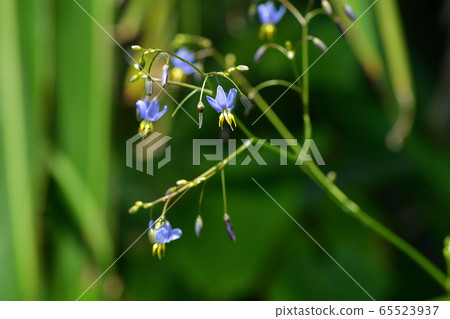 風鈴草,風鈴草蘭花,Dianella ensifolia花 風鈴草,風鈴草蘭花,Dianella ensifolia花 65523937