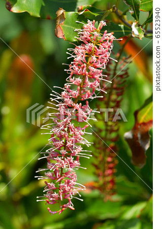 Macadamia nut Queensland nut pink Macadamia nut Queensland nut pink 65523940