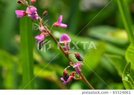 Aretinus Vitohagi Flower Wasteland Thief Hagi Panicled Tick-Trefoil Naturalized Plant Purple Purple 65524061