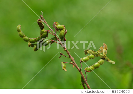 Aretinus Vitohagi Fruit Wasteland Hagi Panicled Tick-Trefoil Naturalized Plant 65524063
