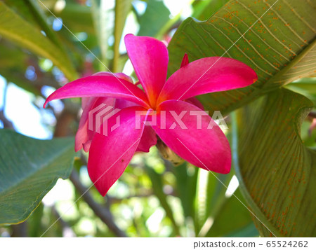 夏威夷雞蛋花風光 夏威夷雞蛋花風光 65524262
