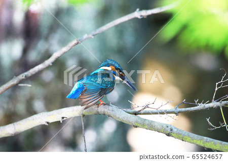 翠鳥1894- 翠鳥1894- 65524657