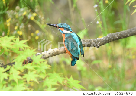 Kingfisher 5330- Kingfisher 5330- 65524676