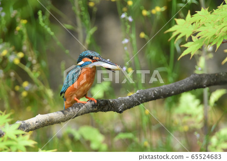 Kingfisher 5349- Kingfisher 5349- 65524683