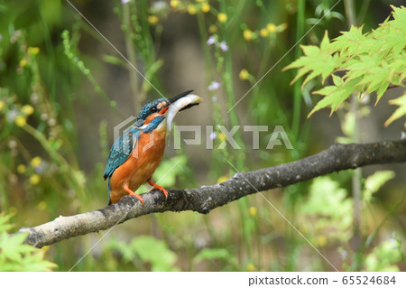 Kingfisher 5351- 65524684