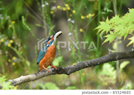 Kingfisher 5353- Kingfisher 5353- 65524685