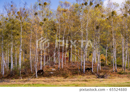 (Nagano Prefecture) Kiso Horse Village in Kaida Kogen / Kiso Horse Village 65524880