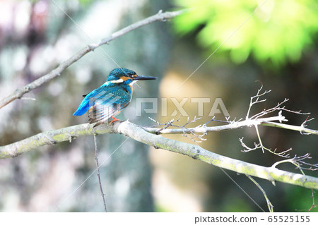 Kingfisher 1802 65525155