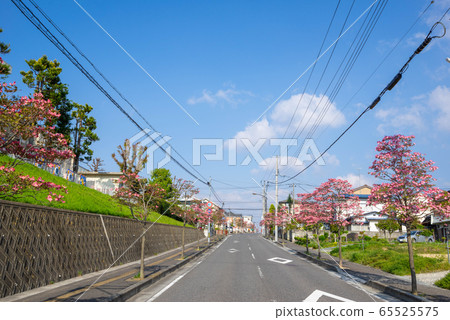 Dogwood tree in full bloom, Kakuike Dogwood tree in full bloom, Kakuike 65525575