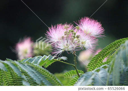 我不睡覺。 65526066