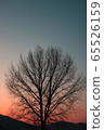 tree 65526159