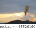 Reed 65526160