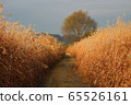 A field of reeds 65526161